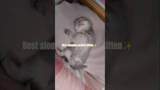 Best sleeping position kitten cat cute kitten funnycatvids pets cutecat funny [upl. by Bond]