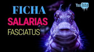 FICHA SALARIAS FASCIATUS [upl. by Amerigo339]