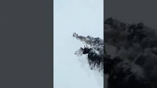 Flock Of Yak Crossing thick Snow in Gilgit Baltistan Pakistan [upl. by Laumas488]