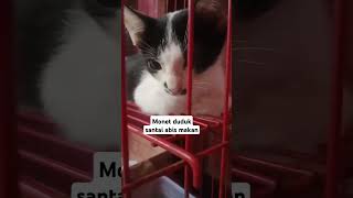 Monet duduk santaicat catlover kucing kucingimut cute kitten kucinglucuiimut anakkucing [upl. by Htehpaj]