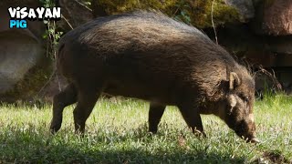 Friendly Visayan Warty Pig Walking Around [upl. by Ahsyle692]