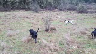 101DogSpots SkillsFence Fighting [upl. by Benedicto331]