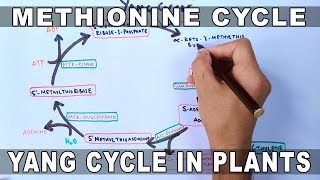 Methionine Cycle or Yang Cycle in Plants [upl. by Edyak]