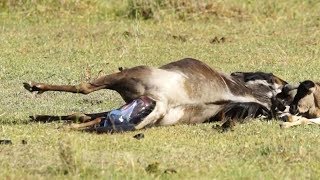 Amazing Wildebeest Giving Birth  Rare moments in nature [upl. by Reilamag797]