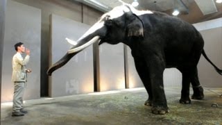 Elephant can imitate human speech researchers [upl. by Abbie194]