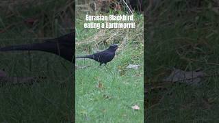 T’was a big worm shorts foryou wildlife birds nature ukwildlife blackbird worms food fyp [upl. by Lahcar]