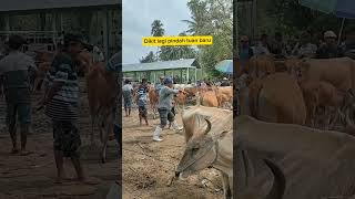 Harga sapi 19 Oktober 2024 [upl. by Cherilyn]