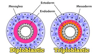 Diploblastic and triploblastic animals द्विस्तरीय तथा त्रिस्तरीय जंतु [upl. by Yovonnda]