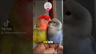 Lanimal le plus fidèle du monde 🌍 Voici Linséparable  🦜 inseparables oiseau perroquets bird [upl. by Ycak]