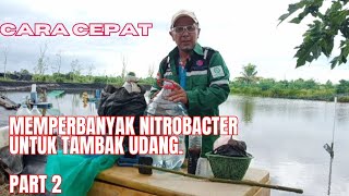 Cara cepat memperbanyak Nitrobacter untuk tambak udang [upl. by Demetri]