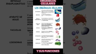 Organelos celulares y sus funciones✅ medicina educación fisiologia [upl. by Reffinej]