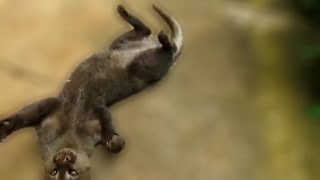 Playing with a rescued jaguarundi [upl. by Lorette]