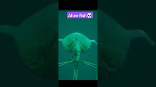 Alien fish magnapinna Bigfin Squid 🦑🦑🦑 [upl. by Downs]