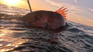 Morocco Spearfishing 2024 part 1 [upl. by Service272]