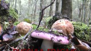 russula fragilis [upl. by Fanni]