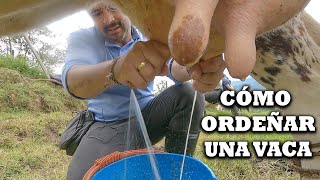 Como ordeñar un vaca artesanal con la mano en campo con ternero ordeño leche y ganado TVdigital [upl. by Bascomb]