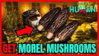 How To Get MOREL MUSHROOMS In Once Human FULL GUIDE [upl. by Brandie444]