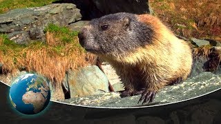 Curious marmots in the Alps [upl. by Nomolas526]