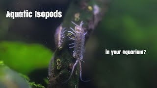 Intro to Aquatic Isopods in your aquarium [upl. by Madelena]