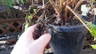 cyathea cooperi update [upl. by Jaime]