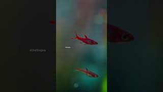 My chili rasboras 😌 fish rasbora nanofish macro [upl. by Jocelyn]