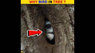 Hornbill Bird Nest  Hornbill Bird Making Nest shorts birds trendingshorts youtubeshorts [upl. by Elinet370]