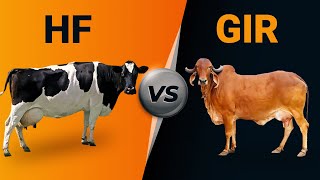 Hf vs Gir Cow [upl. by Giliane]