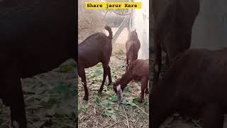 Winter tips for Bakra sale shortvideo tranding viralvideo [upl. by Haggerty]