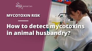 🌽Mycotoxins in animal husbandry [upl. by Ella]