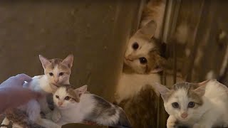 How to socialize feral kittens Journey of taming fearful feral cats becoming friendly resident cats [upl. by Anirehtak331]