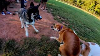 Dog Park TV The Dog Zone was busy tonight 70 degrees the pups had plenty of energy to release [upl. by Domash]