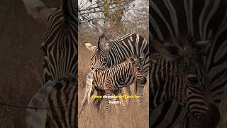 Amazing Unknown Facts About Zebras  Fascinating Zebra Facts You Didnt Know [upl. by Eniaj]