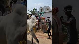 Vellore eruthukattu whatsapp status vellore velloreeruthukattu erudhukattu [upl. by Hardman726]