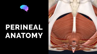 Anatomy of the Perineum 3D tutorial  UKMLA  CPSA [upl. by Laurence]