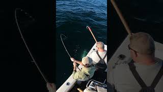 Bluefin tuna gaffed with closet rod [upl. by Odnumyar]