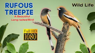 Rufous Treepie  Rufous Treepie Sound  Rufous Treepie Food  Long Tailed Beautiful Bird [upl. by Alithea]