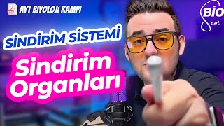 Sindirim Sistemi1 Sindirim Organları  Ayt Biyoloji Konu Anlatımı 11 Sınıf  2024 [upl. by Annelg]