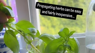 Propagating Herbs Made Easy [upl. by Iror]