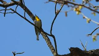 Yellow throated Warbler singing [upl. by Yam153]