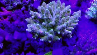 Acropora Millepora [upl. by Hamner]