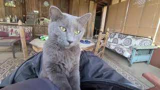 Petting Silvery the Cat Again at McGehee Arkansas 11252023 [upl. by Loferski]