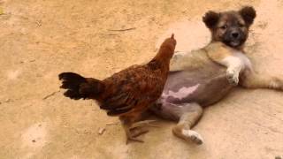 AYAM REMAJA MELAWAN ANAK ANJING [upl. by Magnum862]