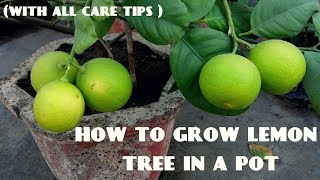 How to Grow Lemon Tree With all Care Tips [upl. by Delanie]