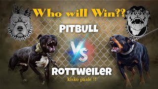 Rottweiler vs Pitbull Real Fight  American Pitbull vs Rottweiler Comparison  🔥🔥 [upl. by Burn]