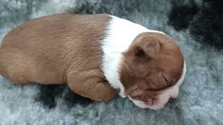 Nap time for the girls httpswwwpets4homescoukclassifiedsyvje63djkbostonterrierpuppies [upl. by Deck805]