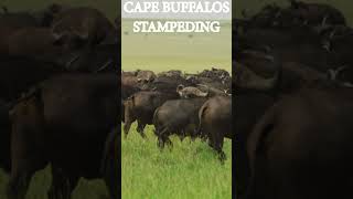 Beware Cape Bullalos stampeding nightmare [upl. by Farand131]