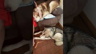 Alaskan Malamutes Sympathetic Companions malamutelovers alaskanmalamutes therapydogs [upl. by Aric]