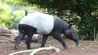 Schabraktapir Malayan tapir at Copenhagen Zoo Tapiru sindicus Zoologisk Have København [upl. by Arenahs170]