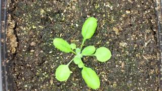 Arabidopsis thaliana time lapse [upl. by Carolynn]