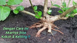 Cara program akar sancang dan membuat cabang akar quotPremna Microphylaquot [upl. by Eadrahs]